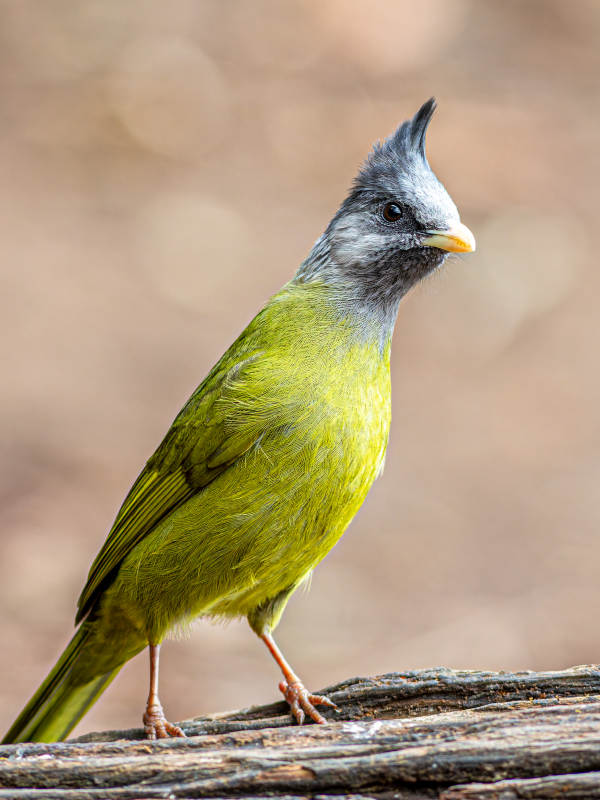 凤头雀嘴鹎图片