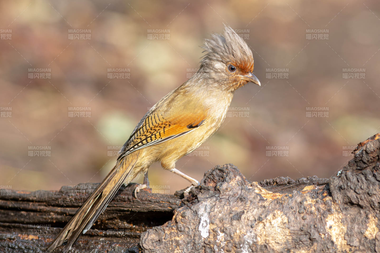 锈额斑翅鹛图片