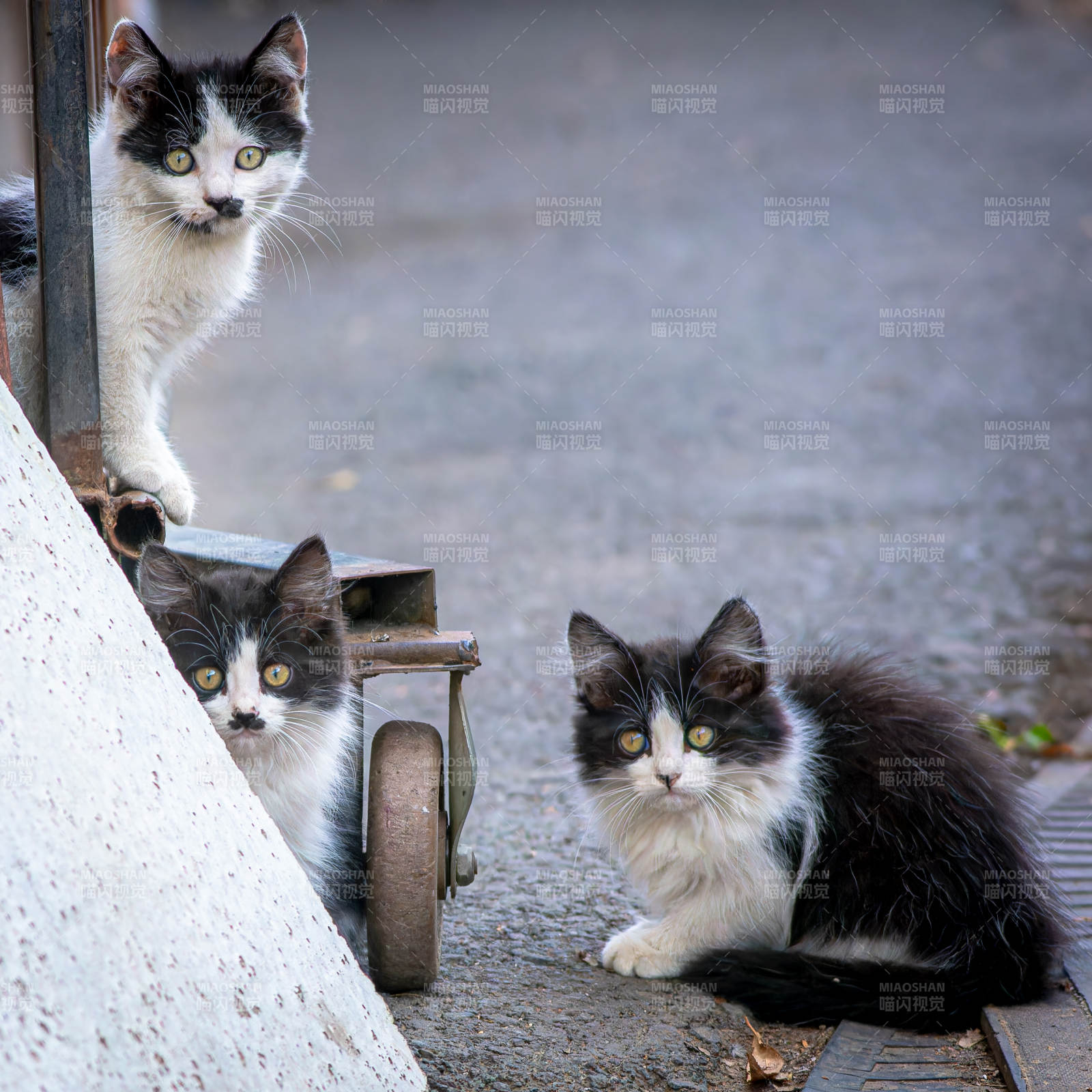 三只小猫的悠闲时光图片