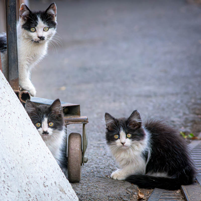 三只小猫的悠闲时光图片