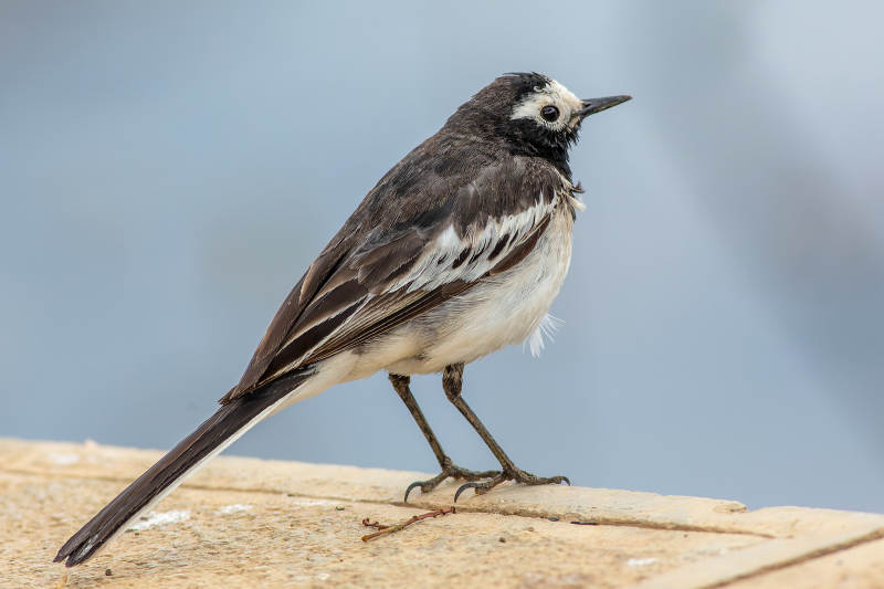 白鹡鸰栖息于石上图片
