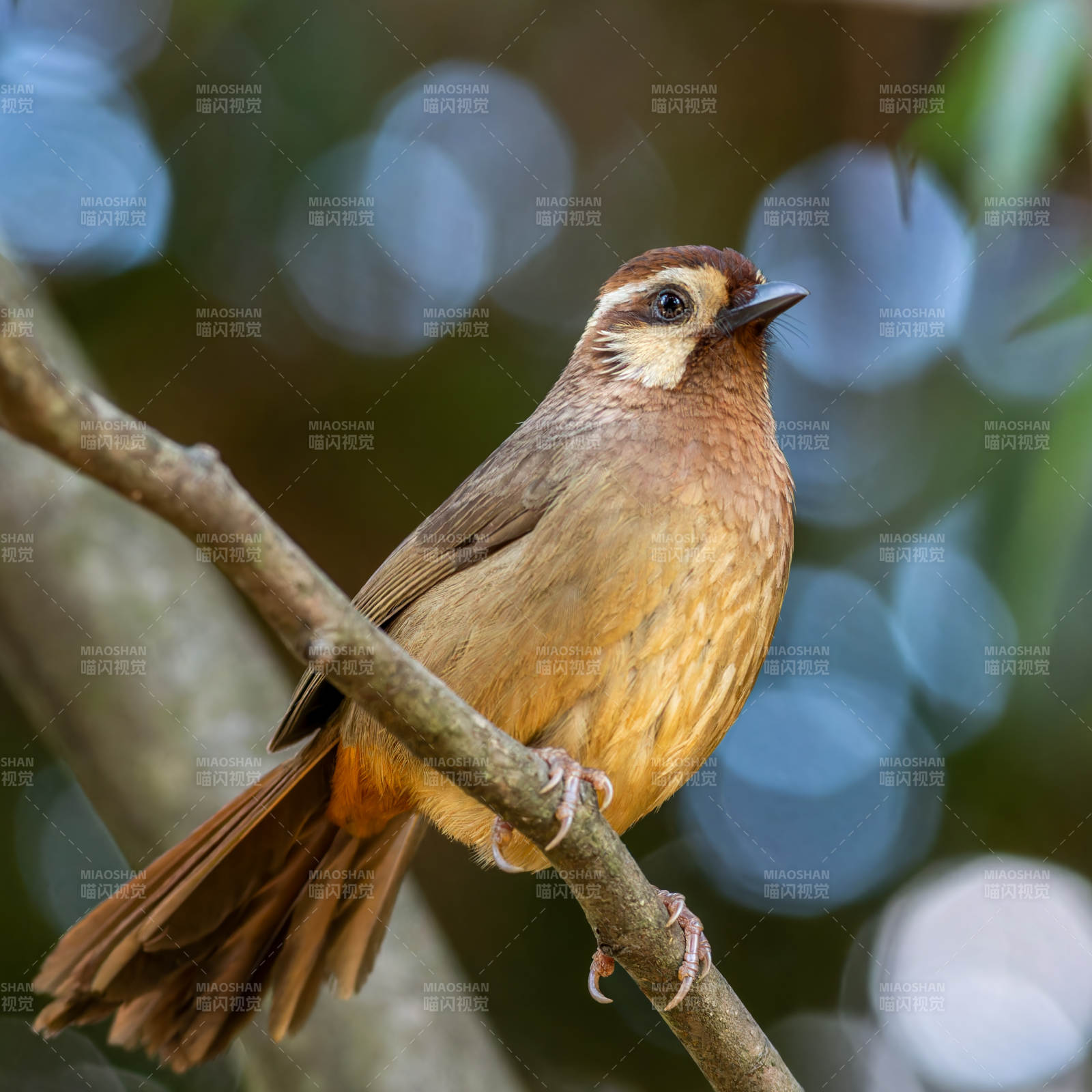 枝头上的白颊噪鹛图片