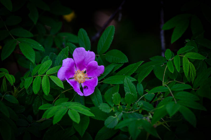紫花绿叶 自然之美图片