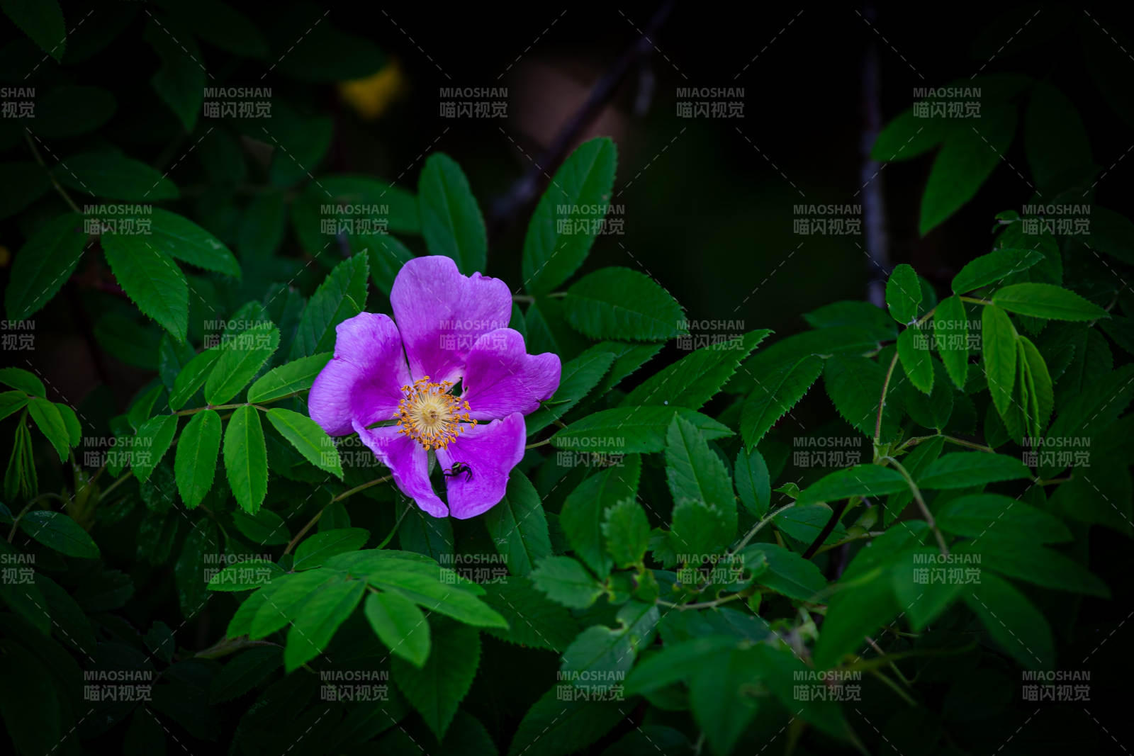 紫花绿叶 自然之美图片