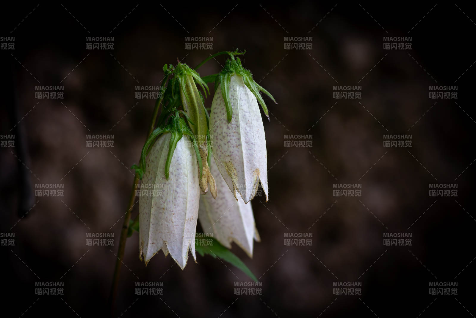 白色铃铛花的静谧之美图片