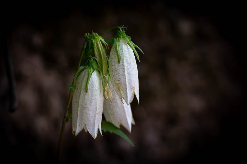 白色铃铛花的静谧之美图片
