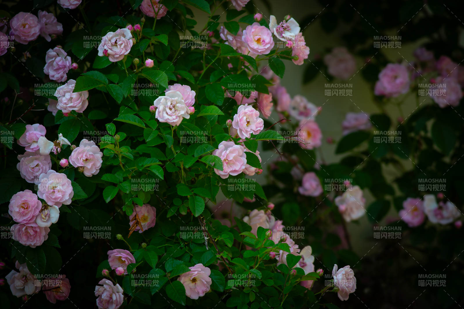 粉色蔷薇花丛盛开图片
