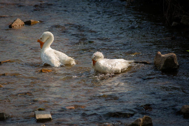 水中嬉戏的两只白鸭图片