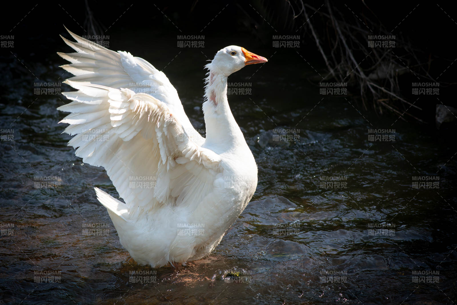 白鹅展翅水中立图片