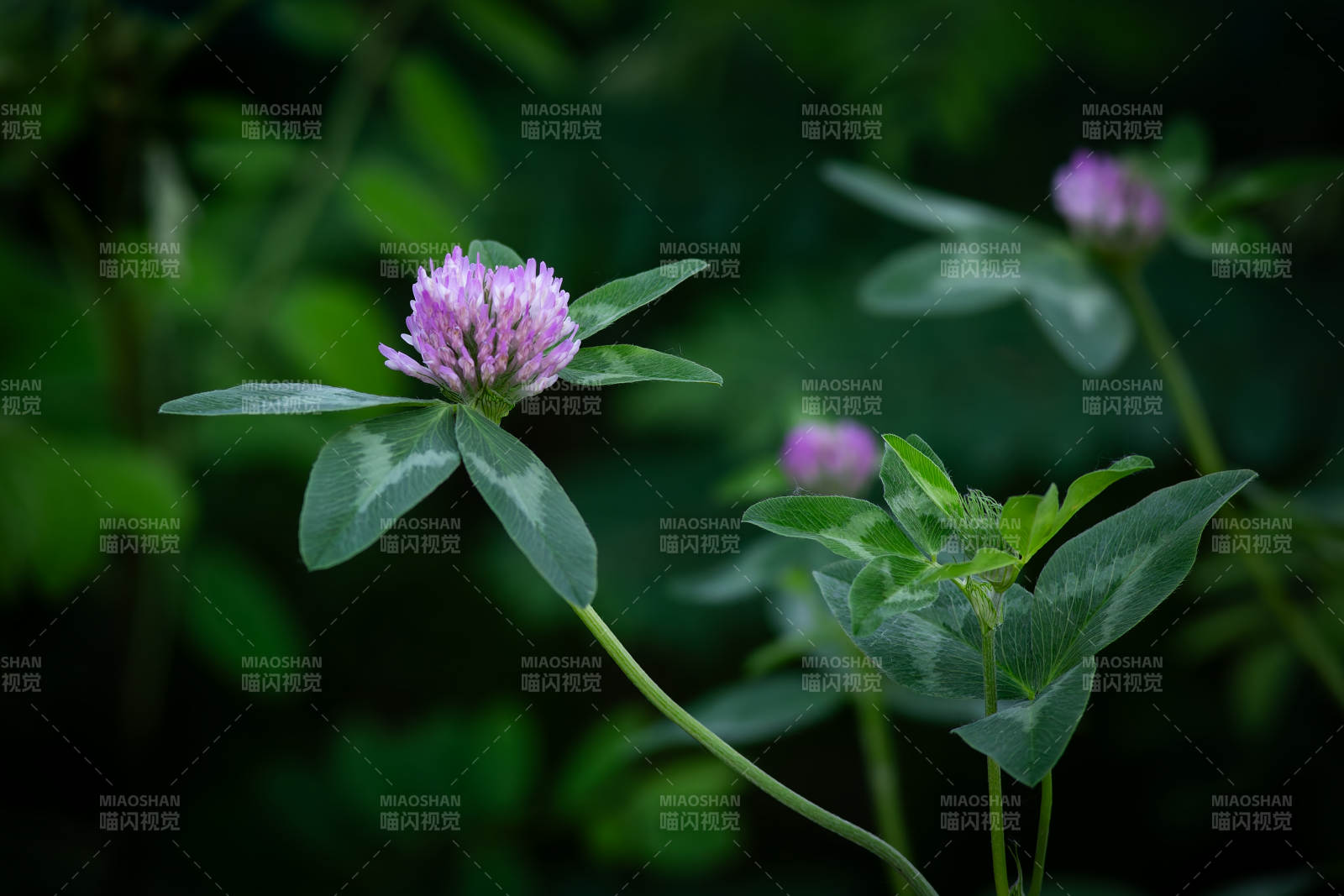 紫花苜蓿的静谧之美图片