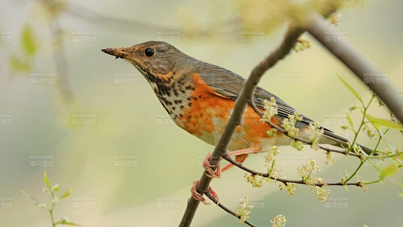 枝头上的灰背鸫图片