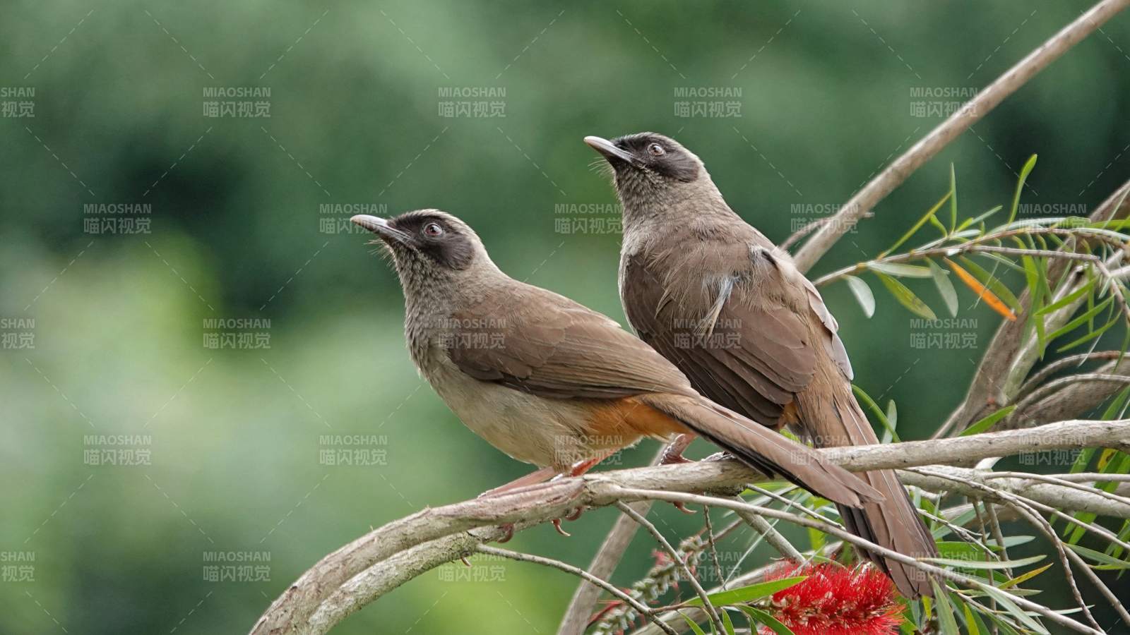 两只鸟儿栖息枝头厦门图片