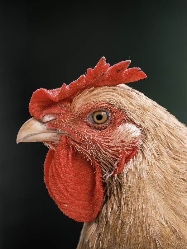 公鸡特写 红色冠羽清晰可见图片