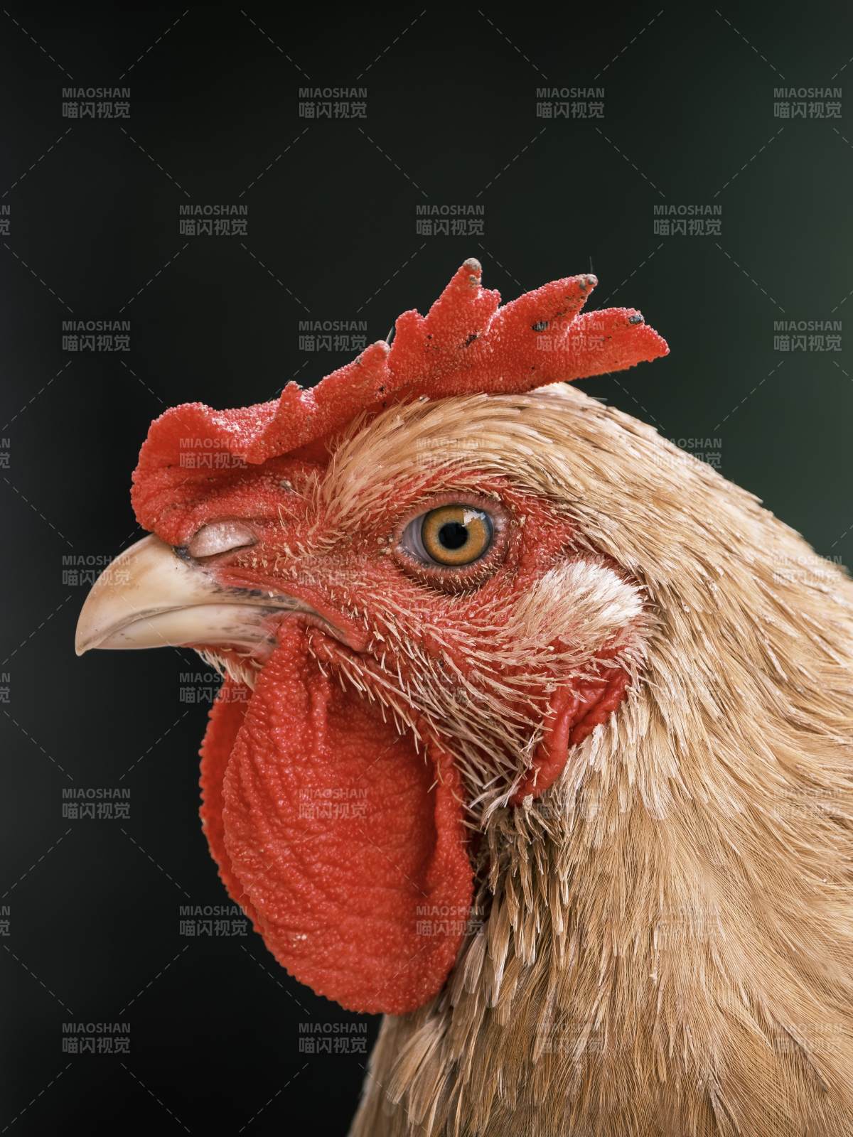 公鸡特写 红色冠羽清晰可见图片