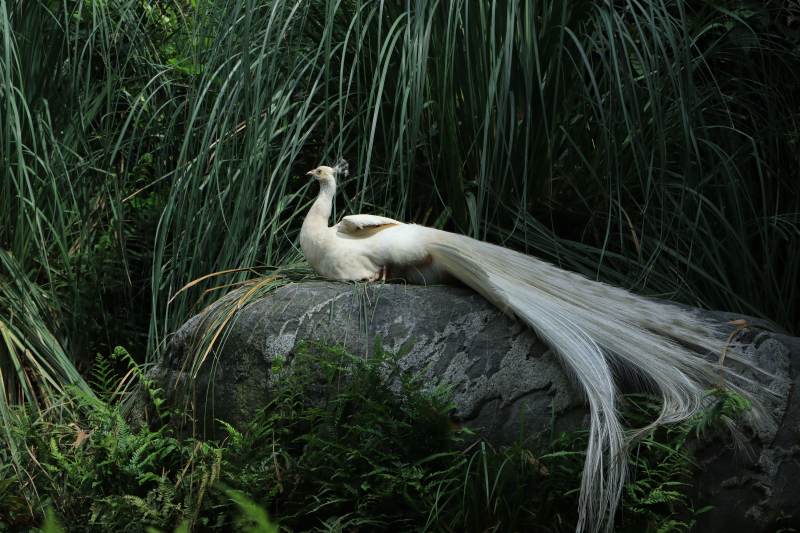 白孔雀栖息于岩石之上图片