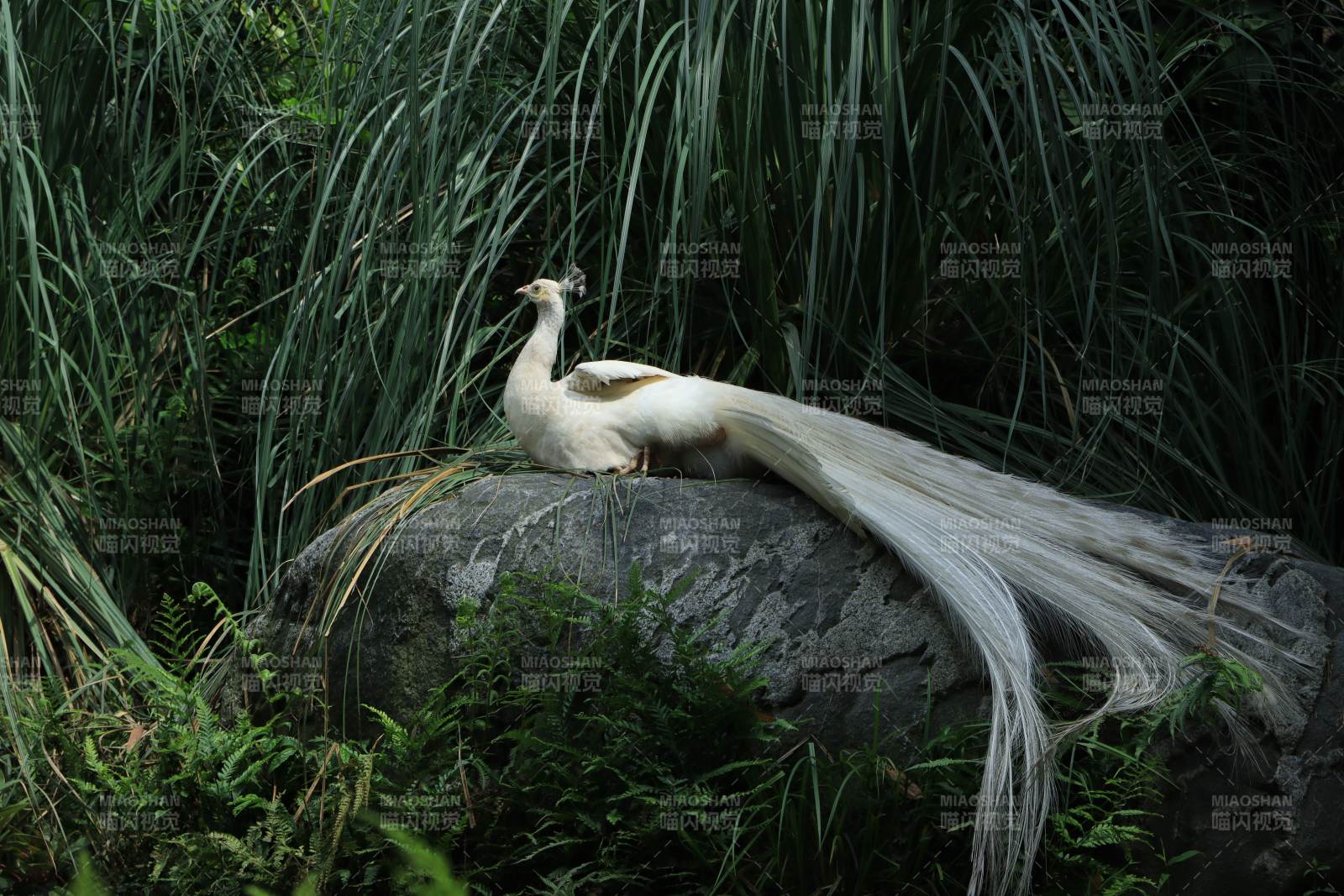 白孔雀栖息于岩石之上图片