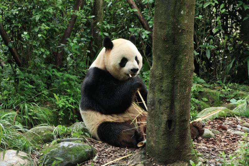 熊猫在树旁吃竹子图片