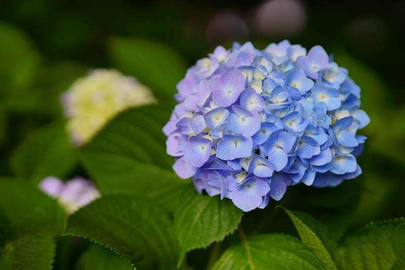 蓝紫色绣球花特写图片
