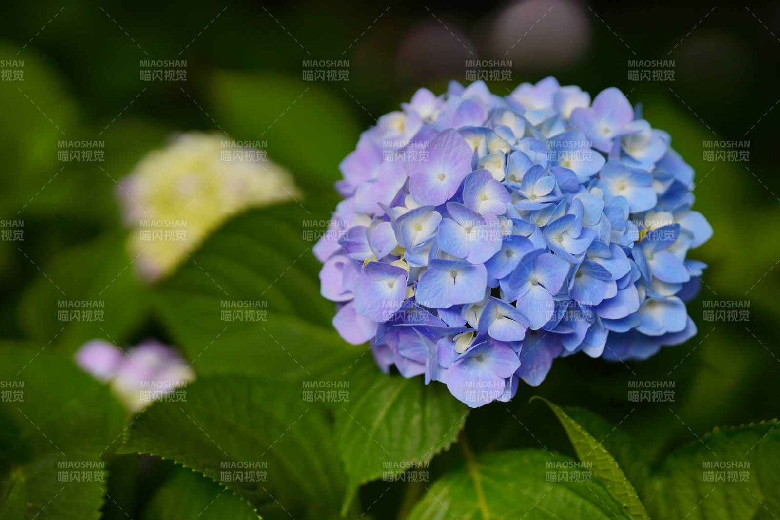 蓝紫色绣球花特写图片