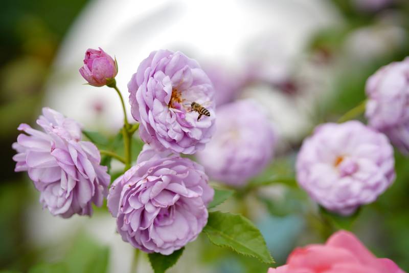 蜜蜂采蜜紫月季花丛中图片