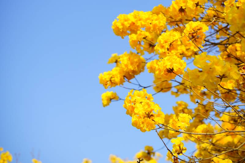 蓝天下的黄色花朵图片