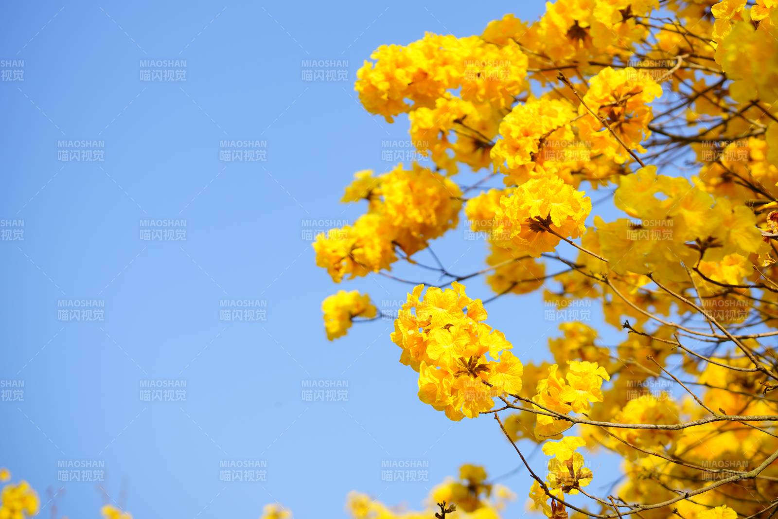 蓝天下的黄色花朵图片
