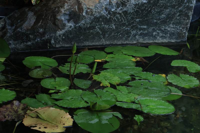 池塘中的睡莲叶图片