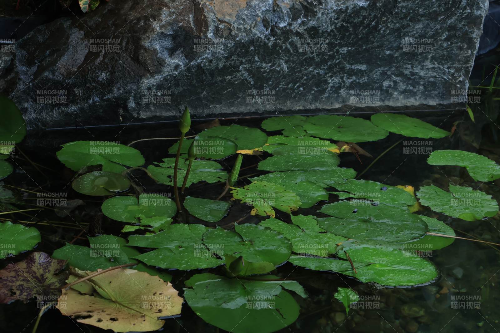 池塘中的睡莲叶图片