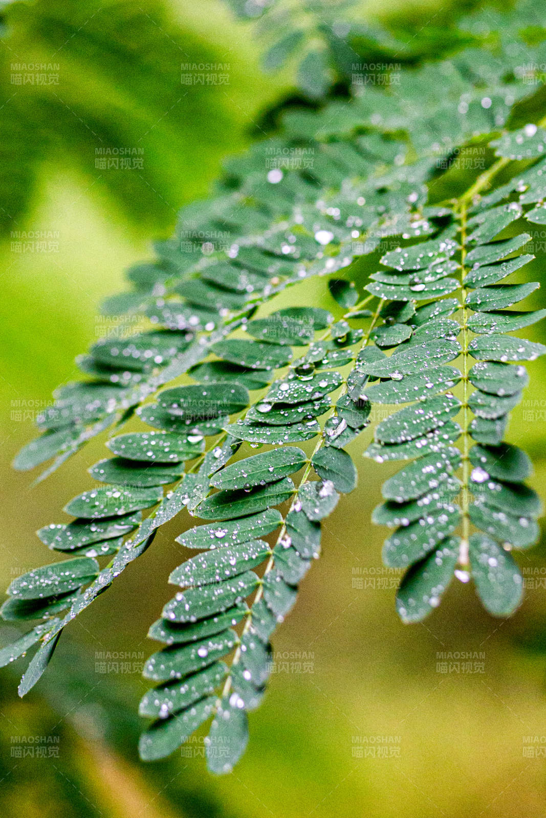 雨后绿叶上的水珠图片