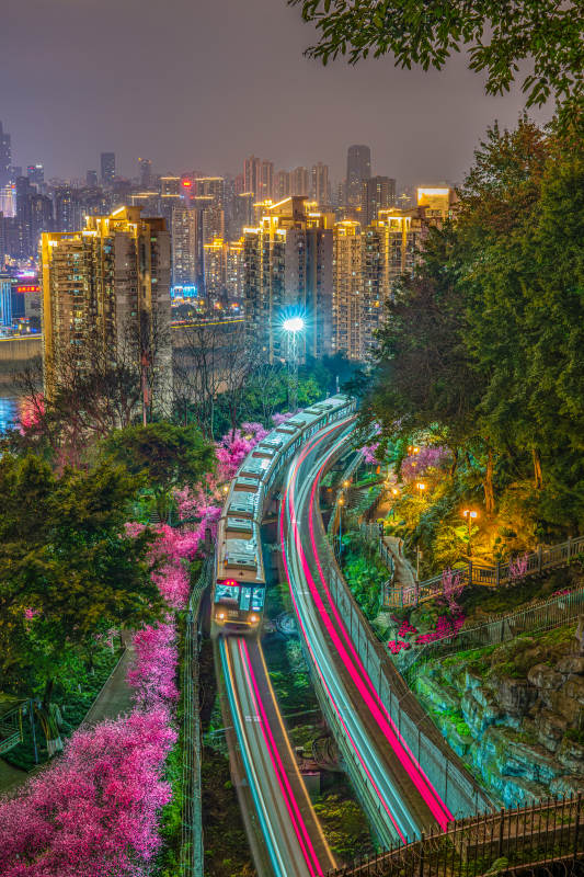 重庆 城市夜景与樱花列车图片