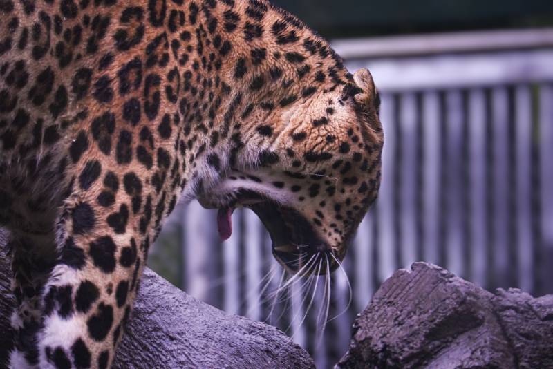 豹子张嘴咆哮瞬间图片