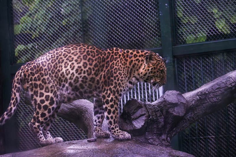 豹子在围栏内的姿态图片