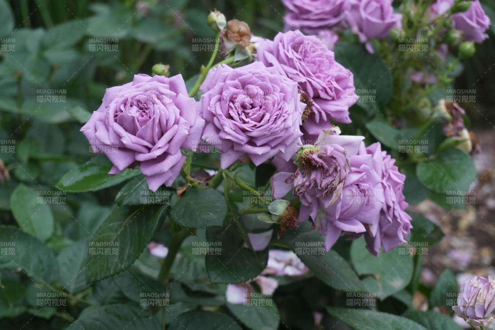 淡紫色月季花花丛特写图片