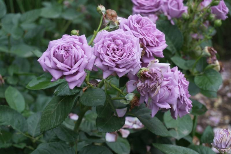 淡紫色月季花花丛特写图片