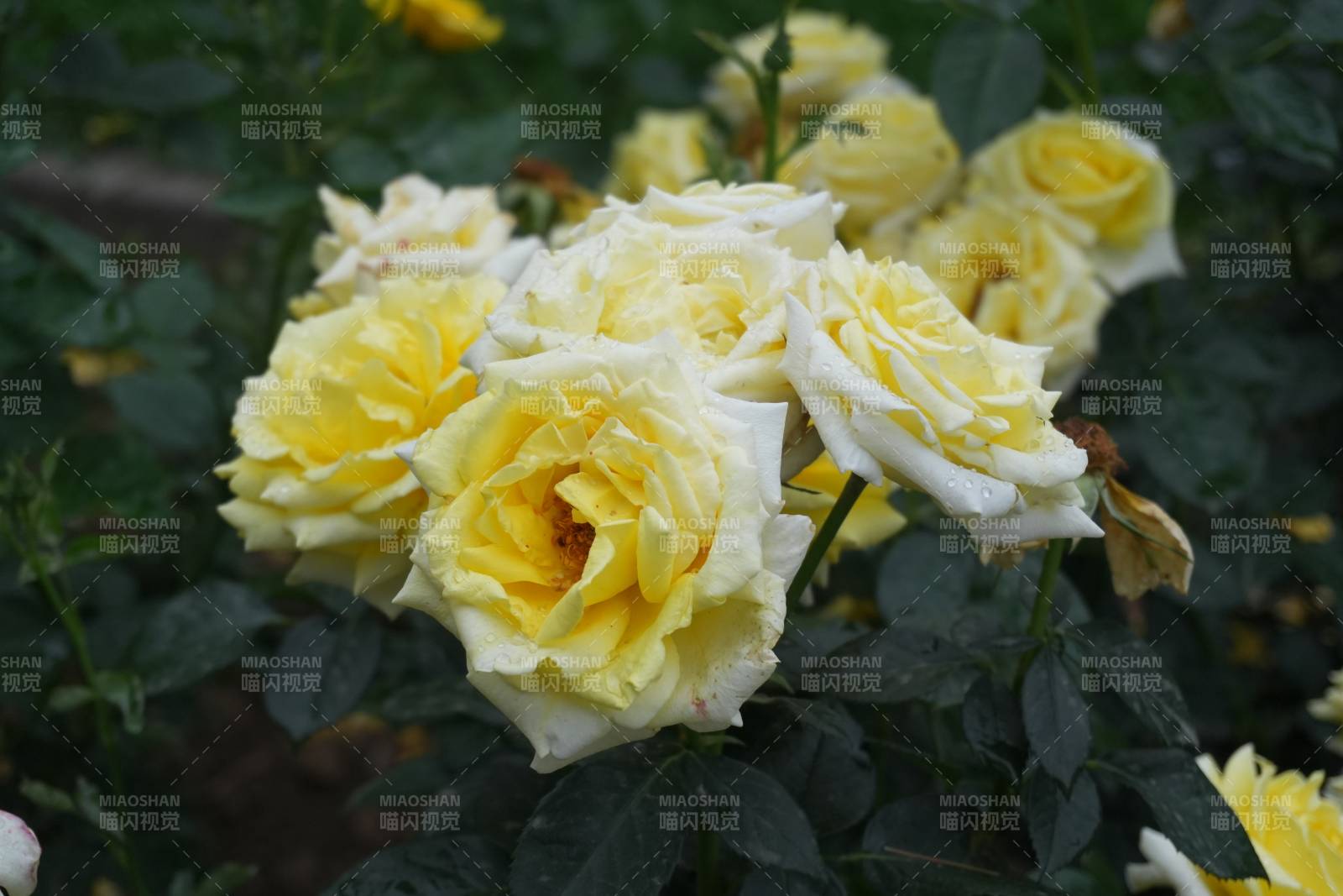 黄白相间的月季花丛图片