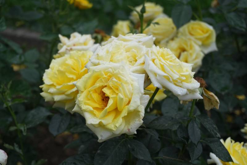 黄白相间的月季花丛图片