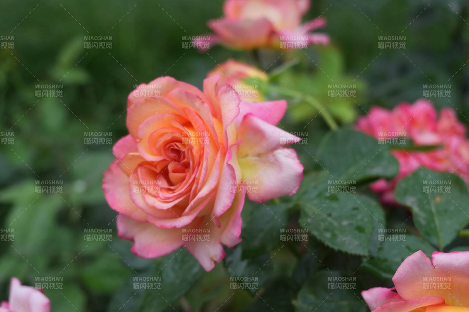 绽放的粉色月季花图片