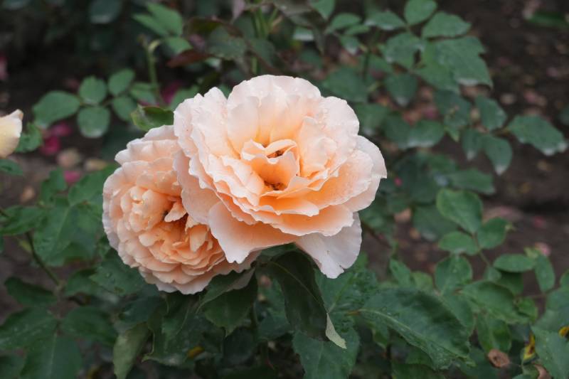 淡雅月季花绽放图片