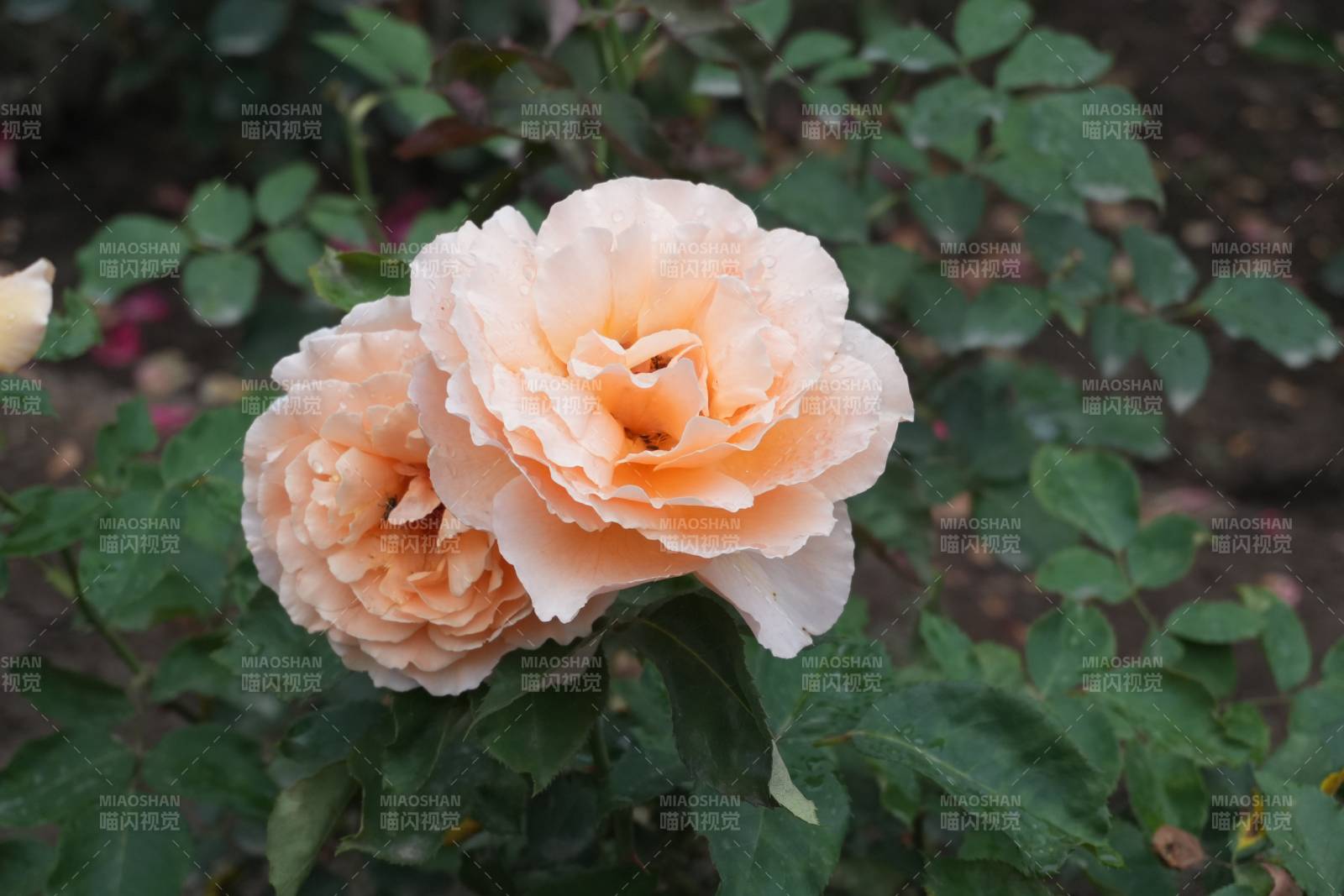 淡雅月季花绽放图片