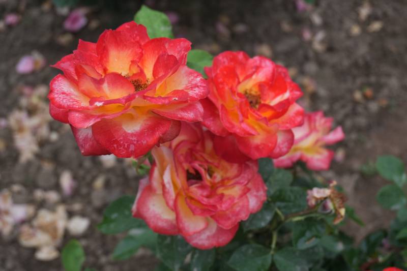 绽放的红黄月季花图片