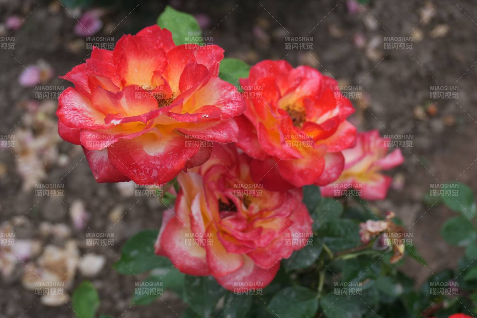 绽放的红黄月季花图片