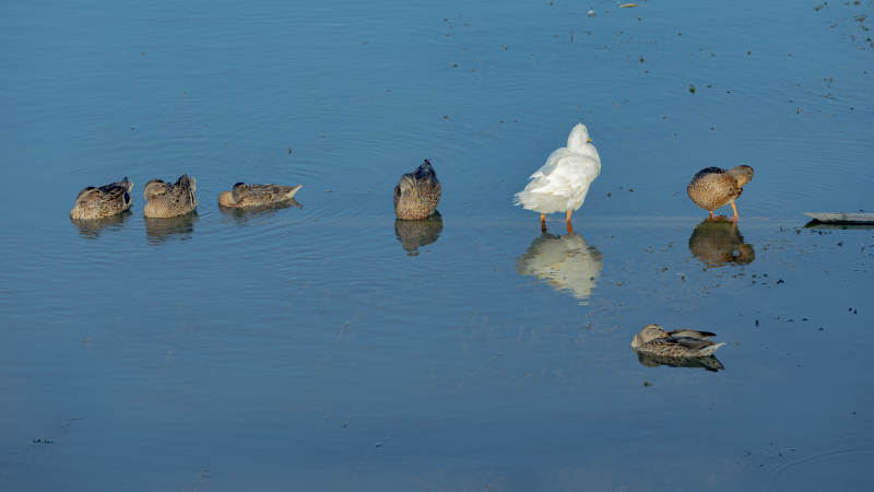 湖面鸭群静谧时光图片