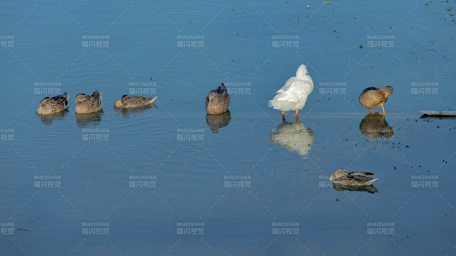湖面鸭群静谧时光图片