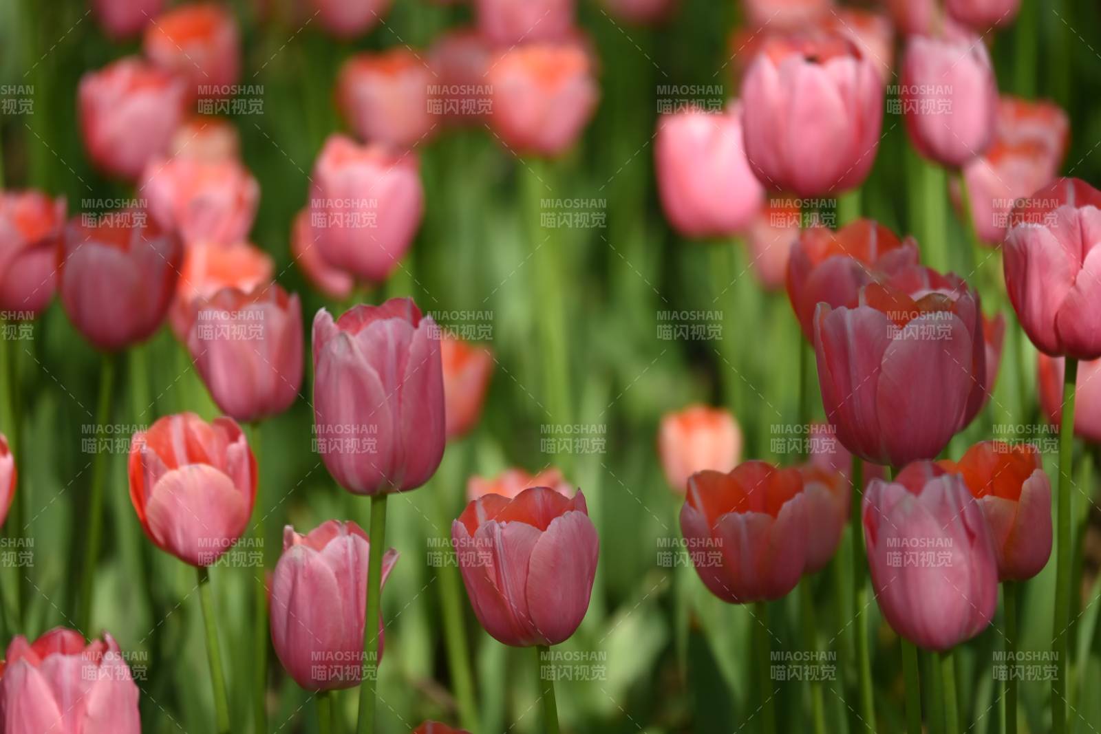 粉色郁金香花海盛开图片