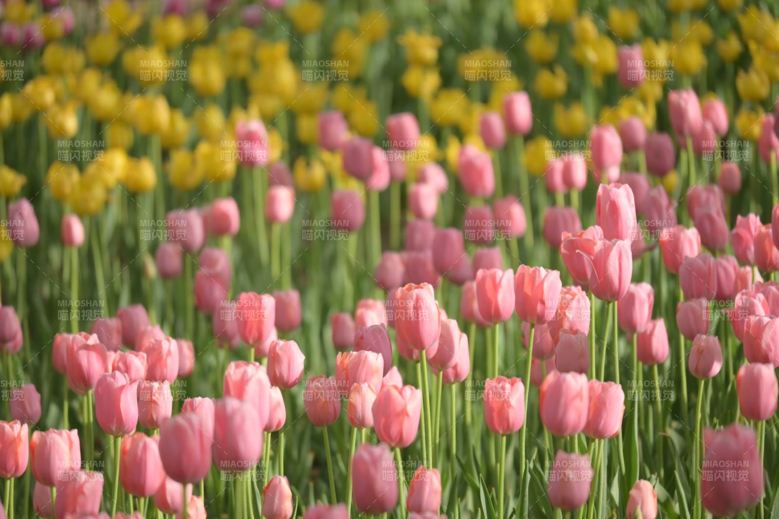 粉色与黄色郁金香花海图片