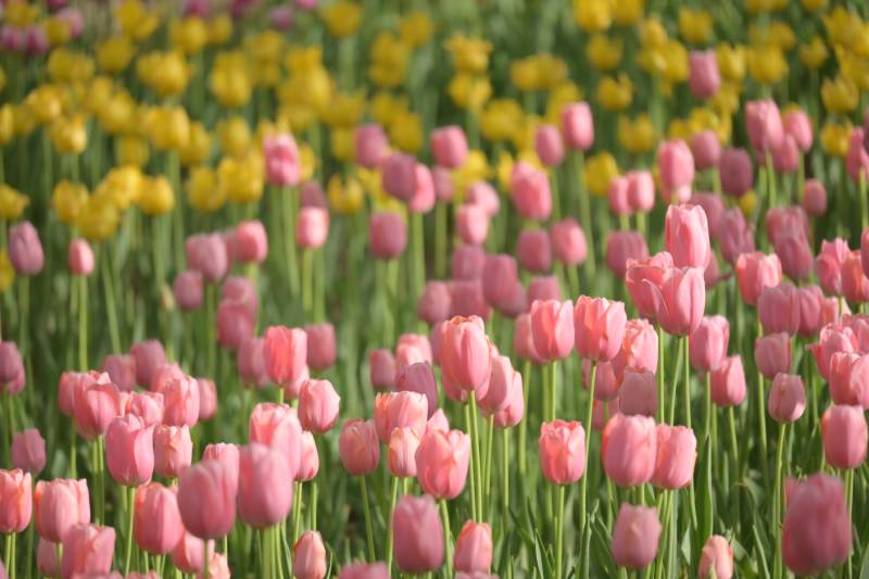 粉色与黄色郁金香花海图片