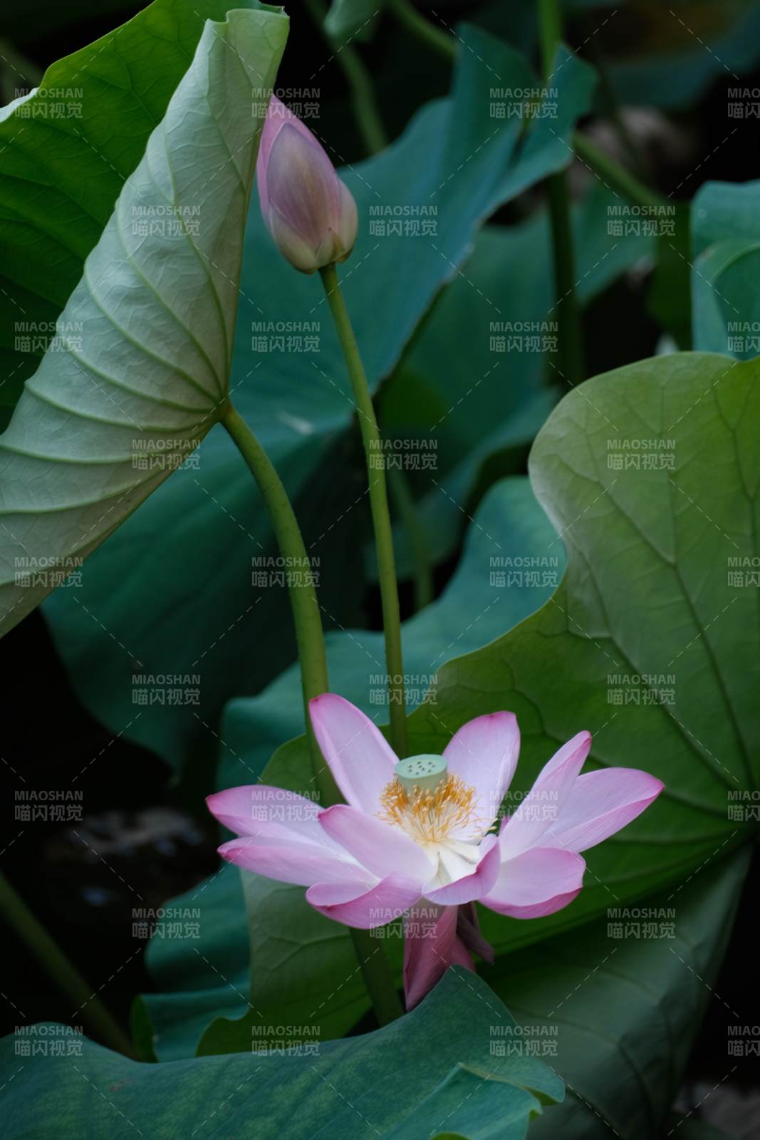 荷花盛开 绿叶相伴图片