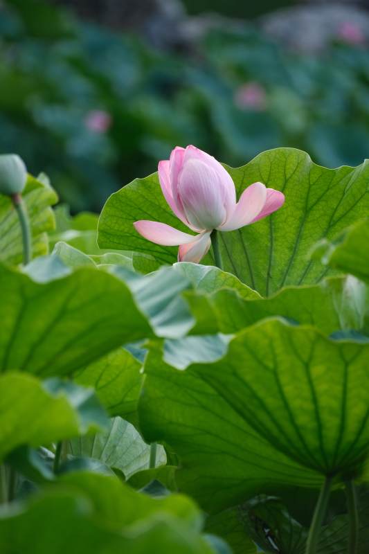 荷花绽放 绿叶相伴图片