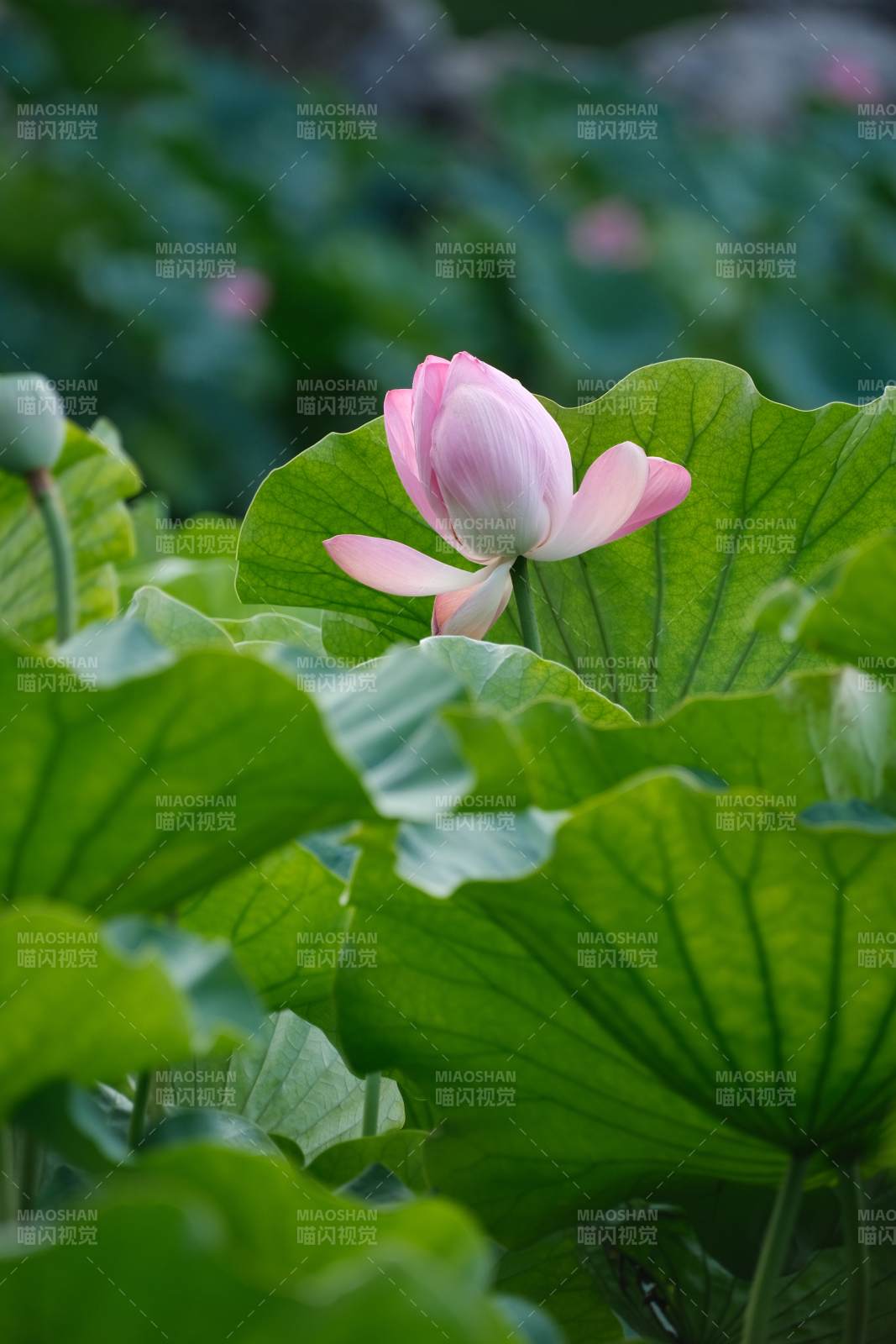 荷花绽放 绿叶相伴图片