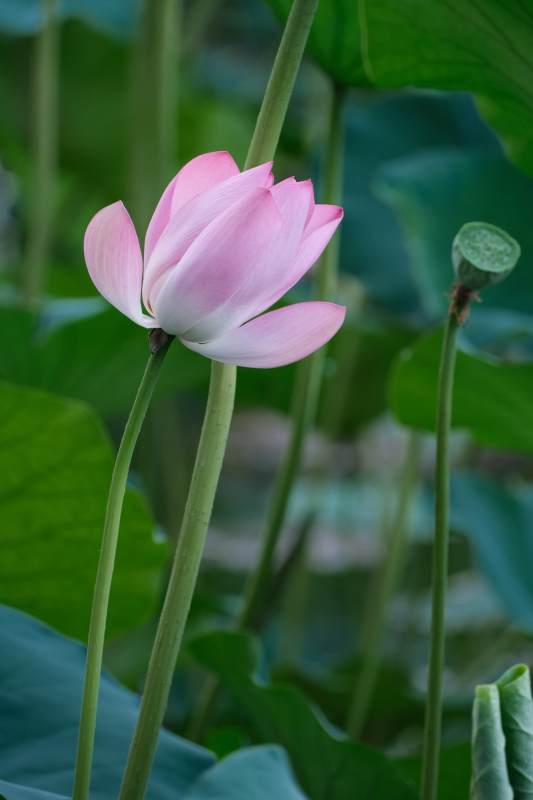 粉色莲花静谧绽放图片